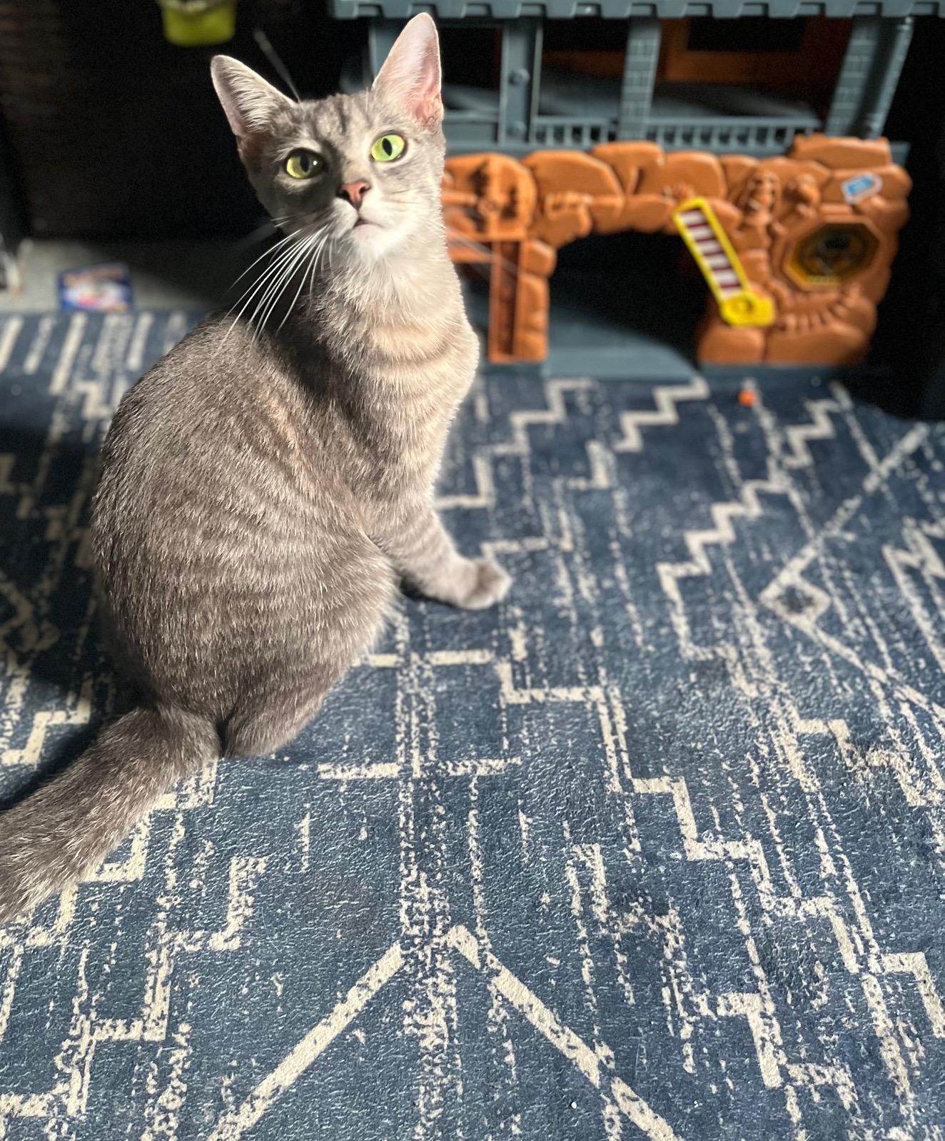 Enlarge Bambi, a Adopted Domestic Short Hair in Cleveland, OH image 2/2