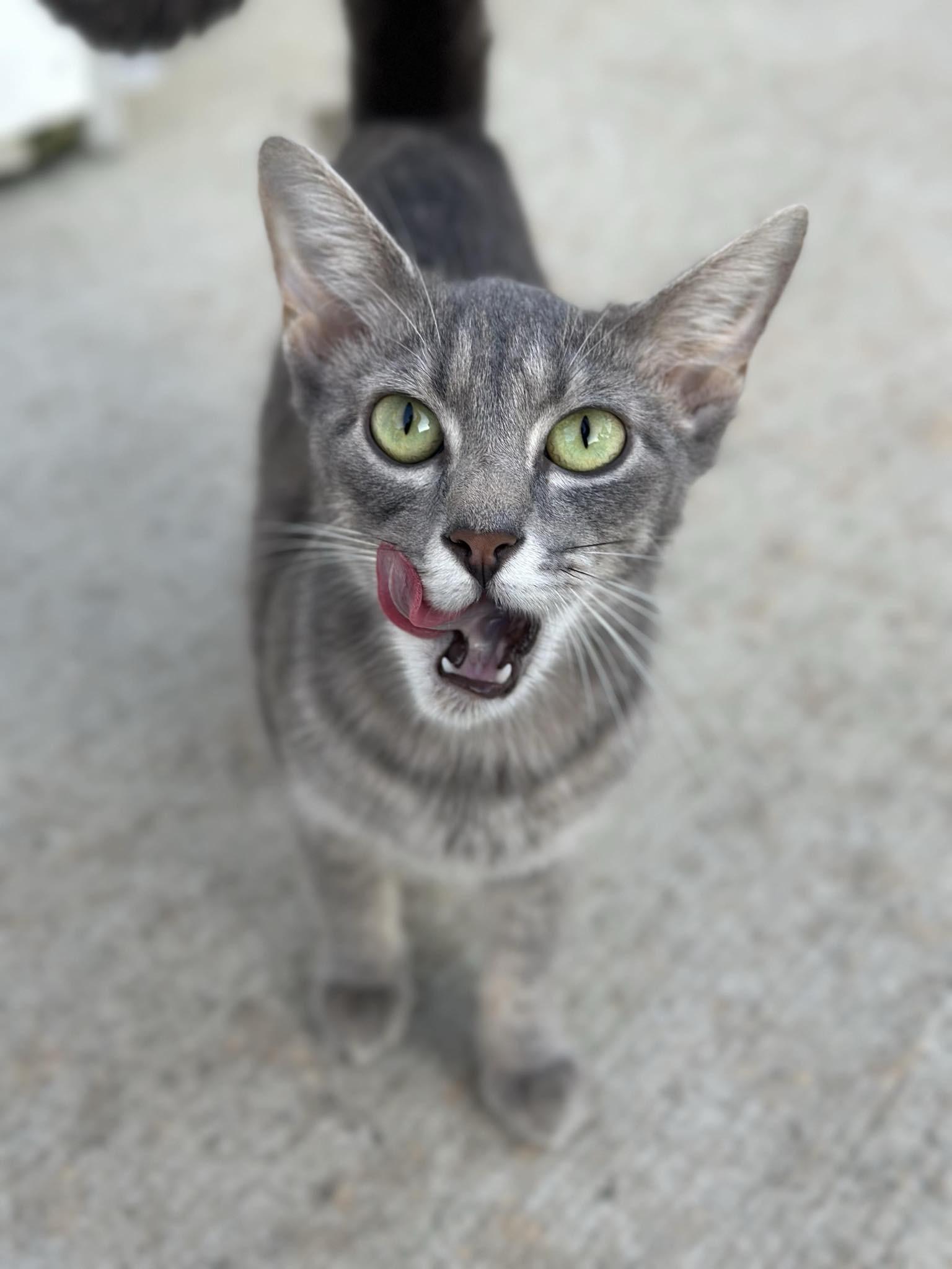 Enlarge Bambi, a Adopted Domestic Short Hair in Cleveland, OH image 1/2