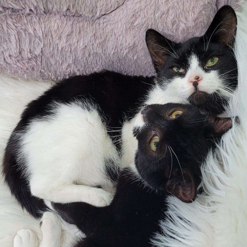 Bebe, Adoptable, Young Male Domestic Short Hair.