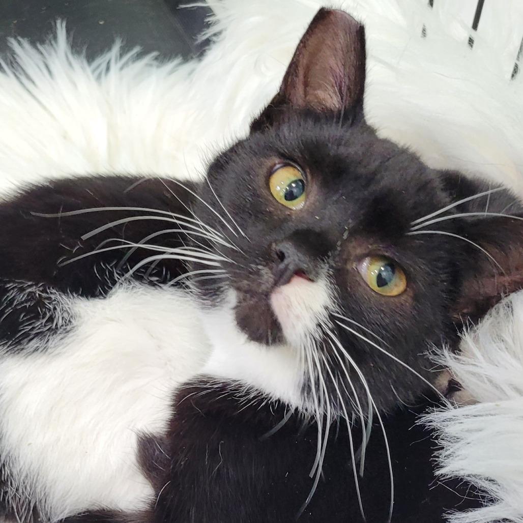 Enlarge Bebe, a Adoptable Domestic Short Hair in Coos Bay, OR image 2/3