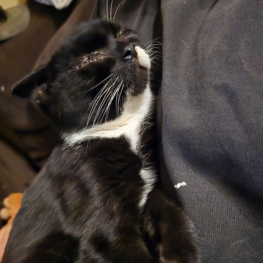 Enlarge Bebe, a Adoptable Domestic Short Hair in Coos Bay, OR image 3/3