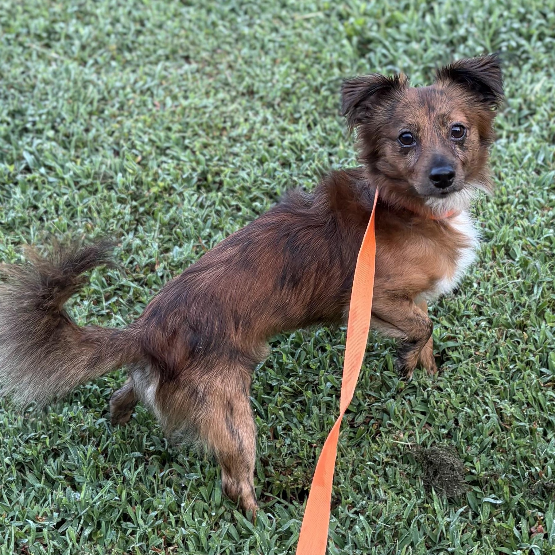 Marlow, an adoptable Papillon, Tibetan Spaniel in Ooltewah, TN, 37363 | Photo Image 3