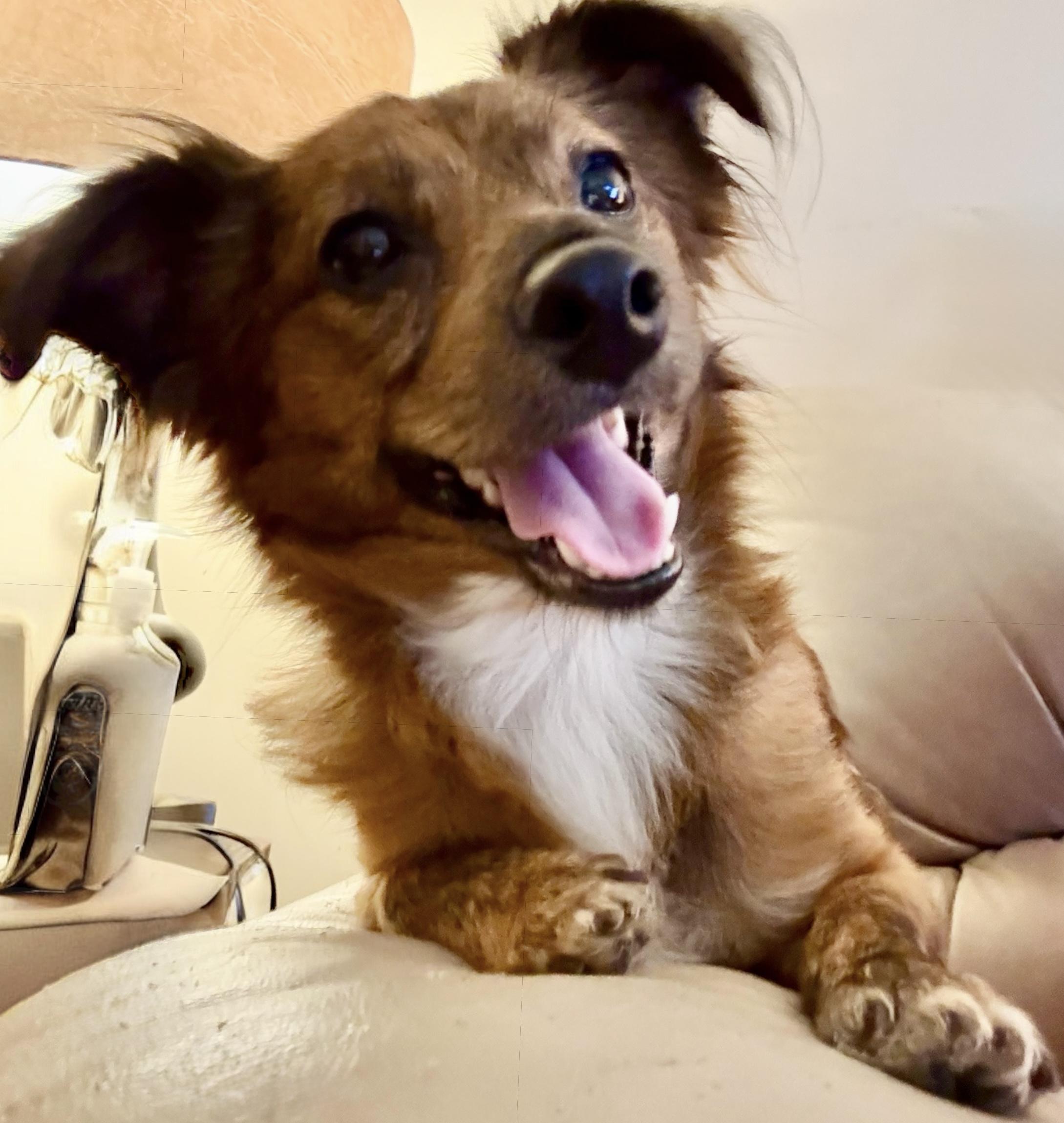 Marlow, an adoptable Papillon, Tibetan Spaniel in Ooltewah, TN, 37363 | Photo Image 4