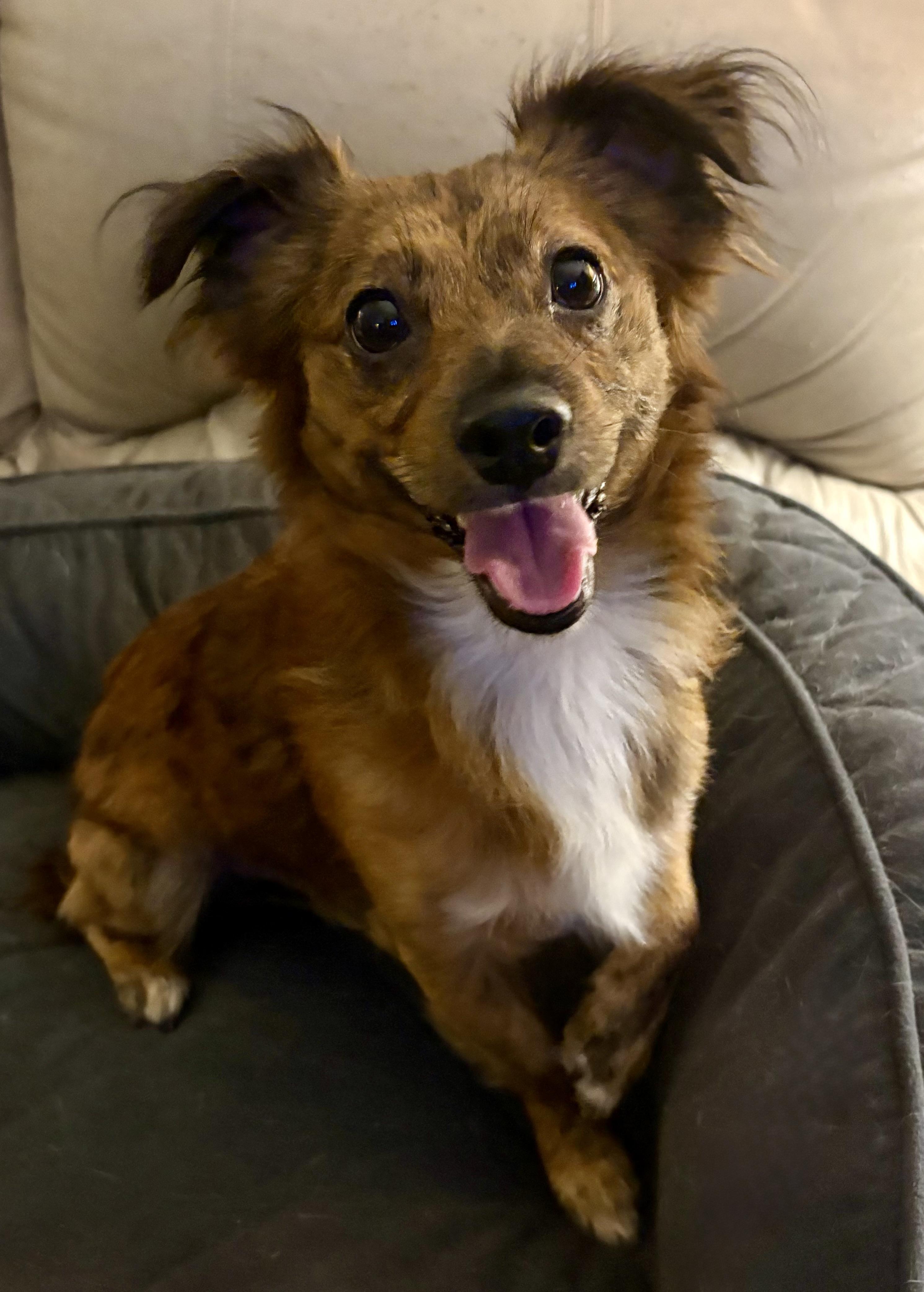 Marlow, an adoptable Papillon, Tibetan Spaniel in Ooltewah, TN, 37363 | Photo Image 5