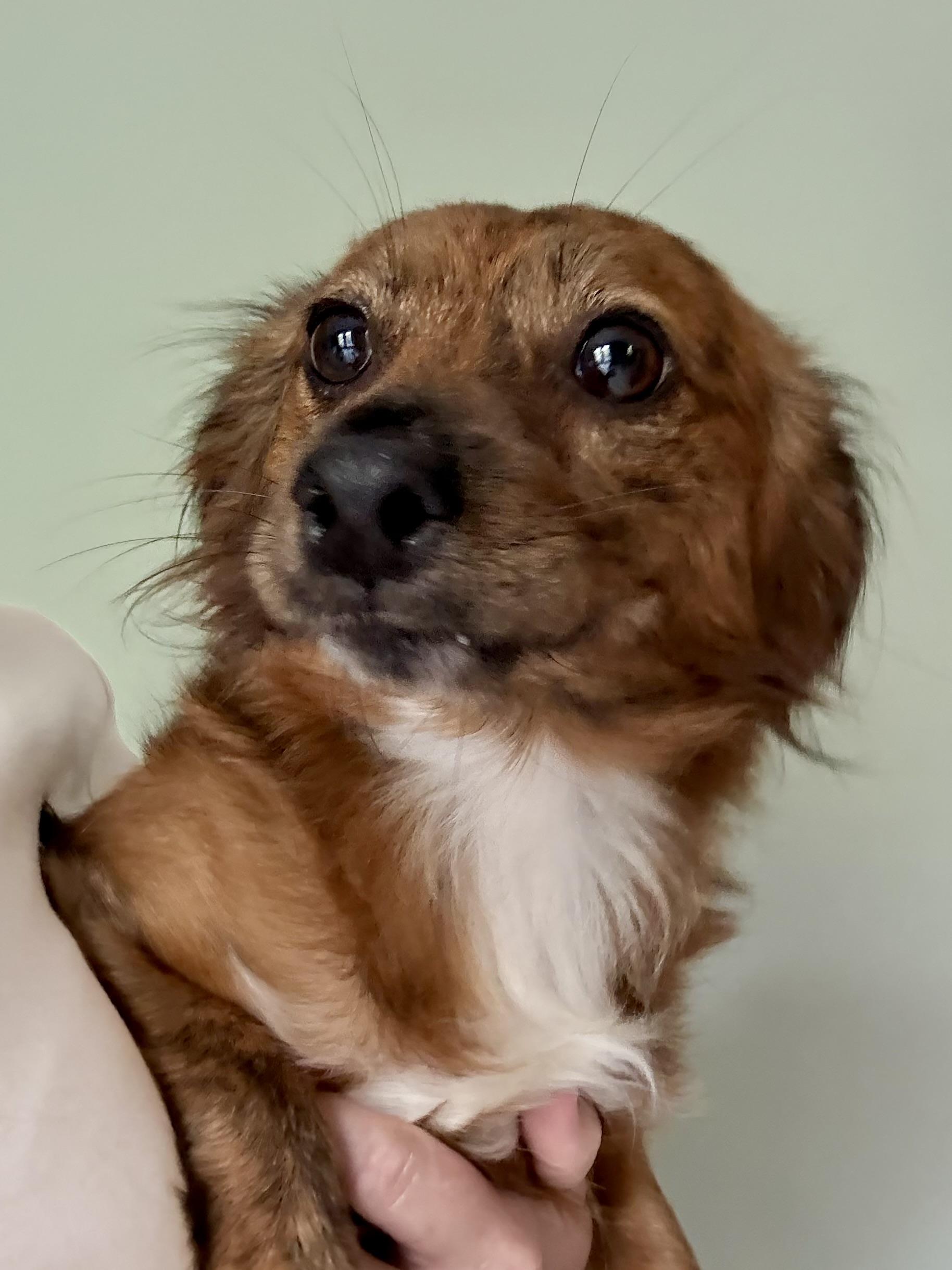 Marlow, an adoptable Papillon, Tibetan Spaniel in Ooltewah, TN, 37363 | Photo Image 2