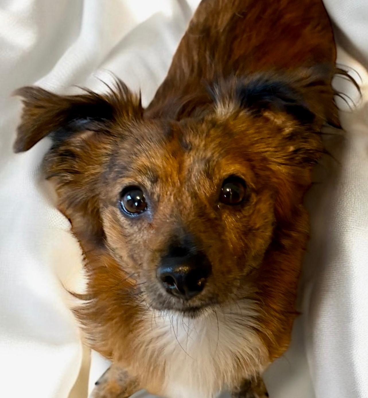 Marlow, an adoptable Papillon, Tibetan Spaniel in Ooltewah, TN, 37363 | Photo Image 1