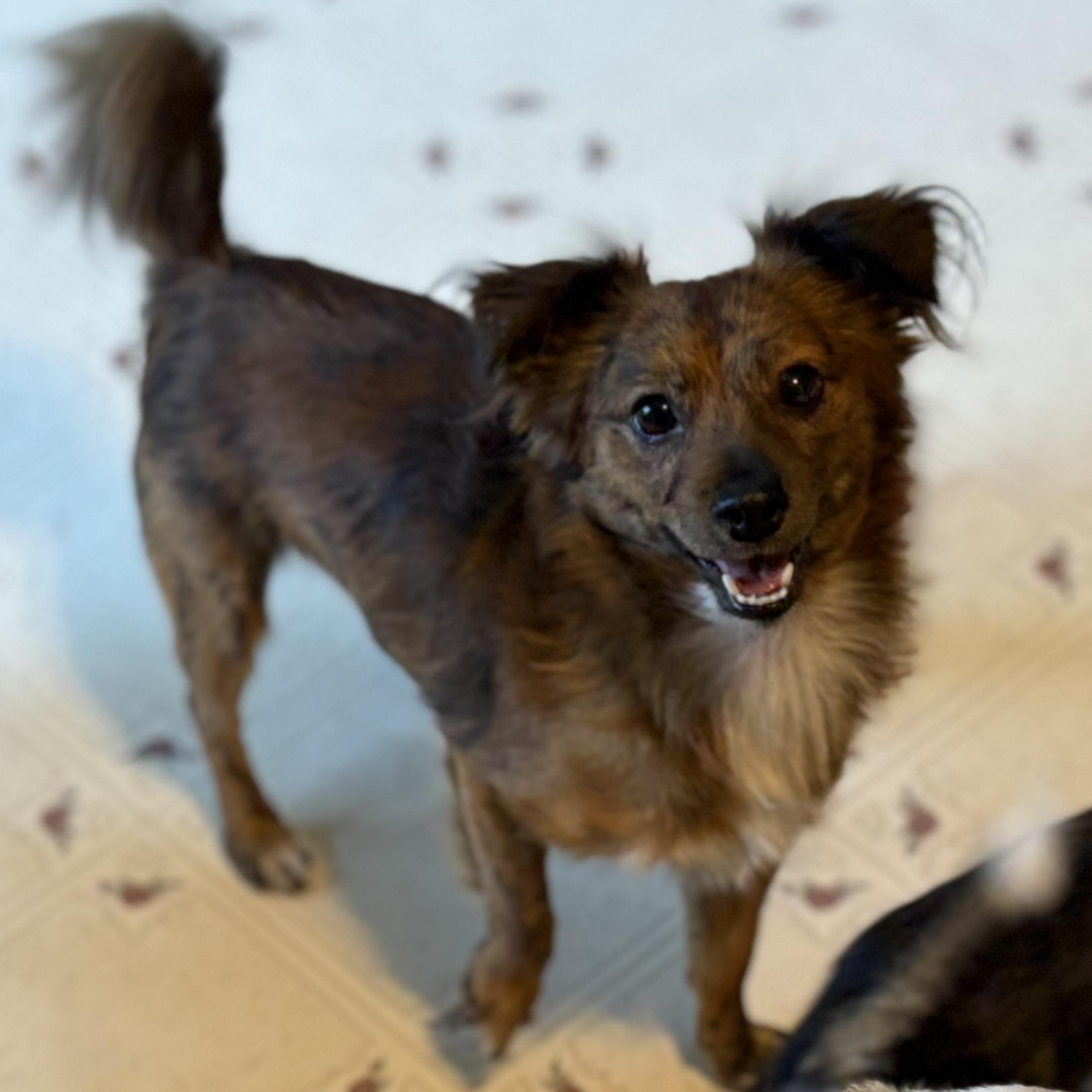 Marlow, an adoptable Papillon, Tibetan Spaniel in Ooltewah, TN, 37363 | Photo Image 3