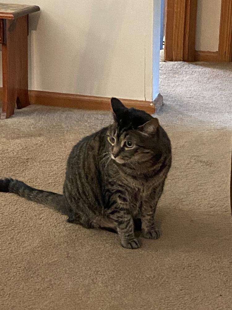 Enlarge Jack, a Adopted Tabby in Willingboro, NJ image 1/1
