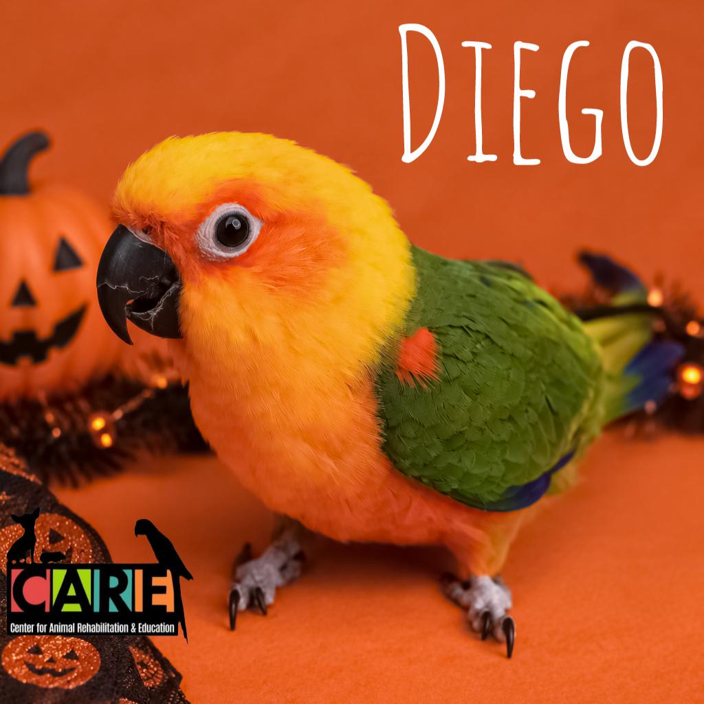 Enlarge Diego, a Adoptable Conure in Waukesha, WI image 1/1
