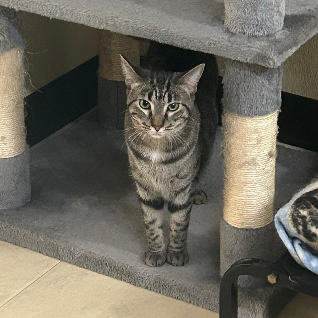 Enlarge Green Beans, a Adoptable mixed breed in Pontiac, IL image 1/6