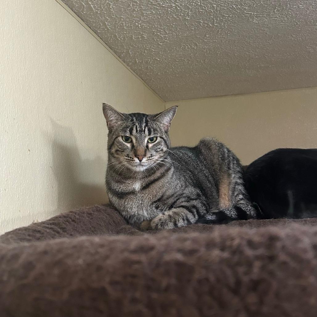 Enlarge Green Beans, a Adoptable mixed breed in Pontiac, IL image 2/6