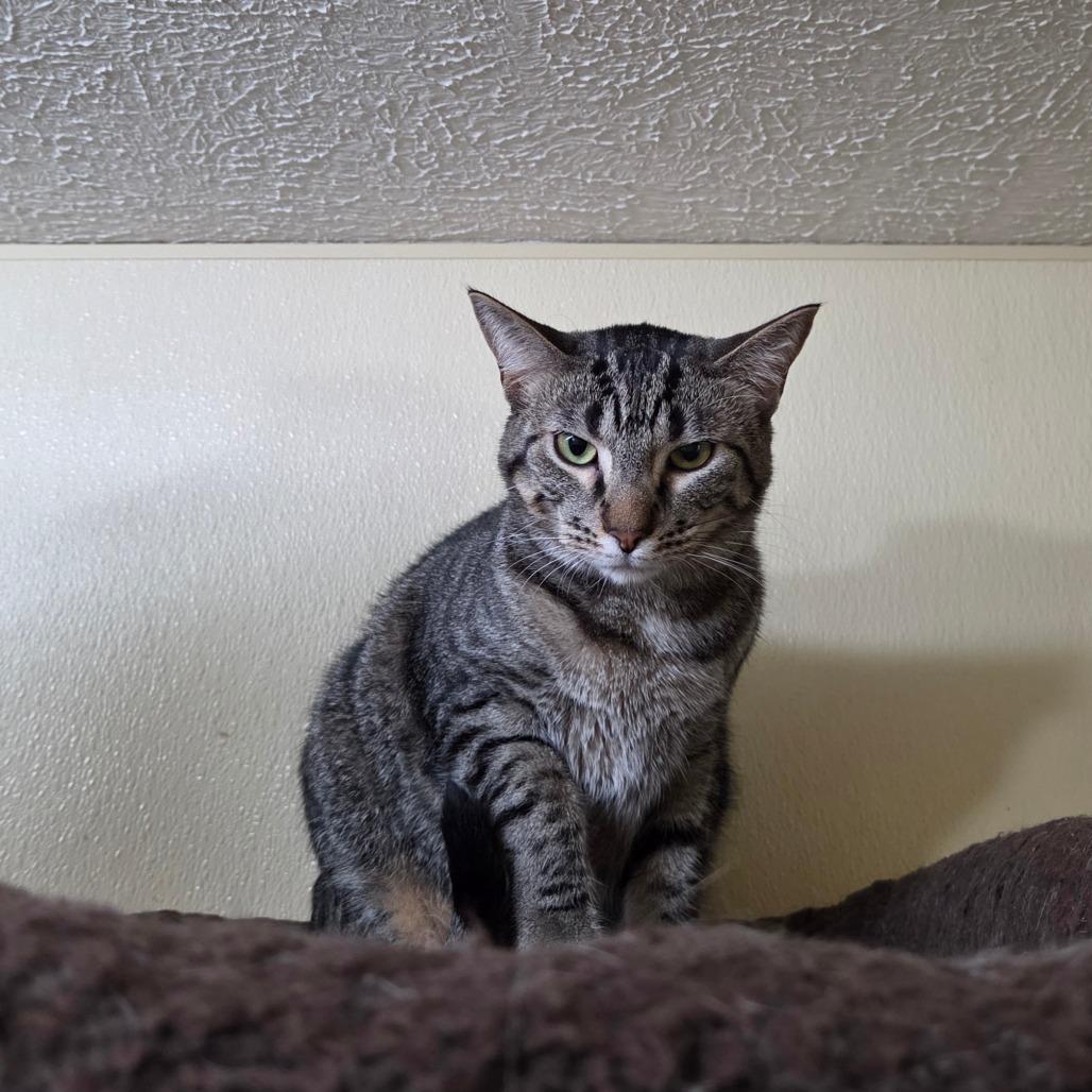 Enlarge Green Beans, a Adoptable mixed breed in Pontiac, IL image 3/6