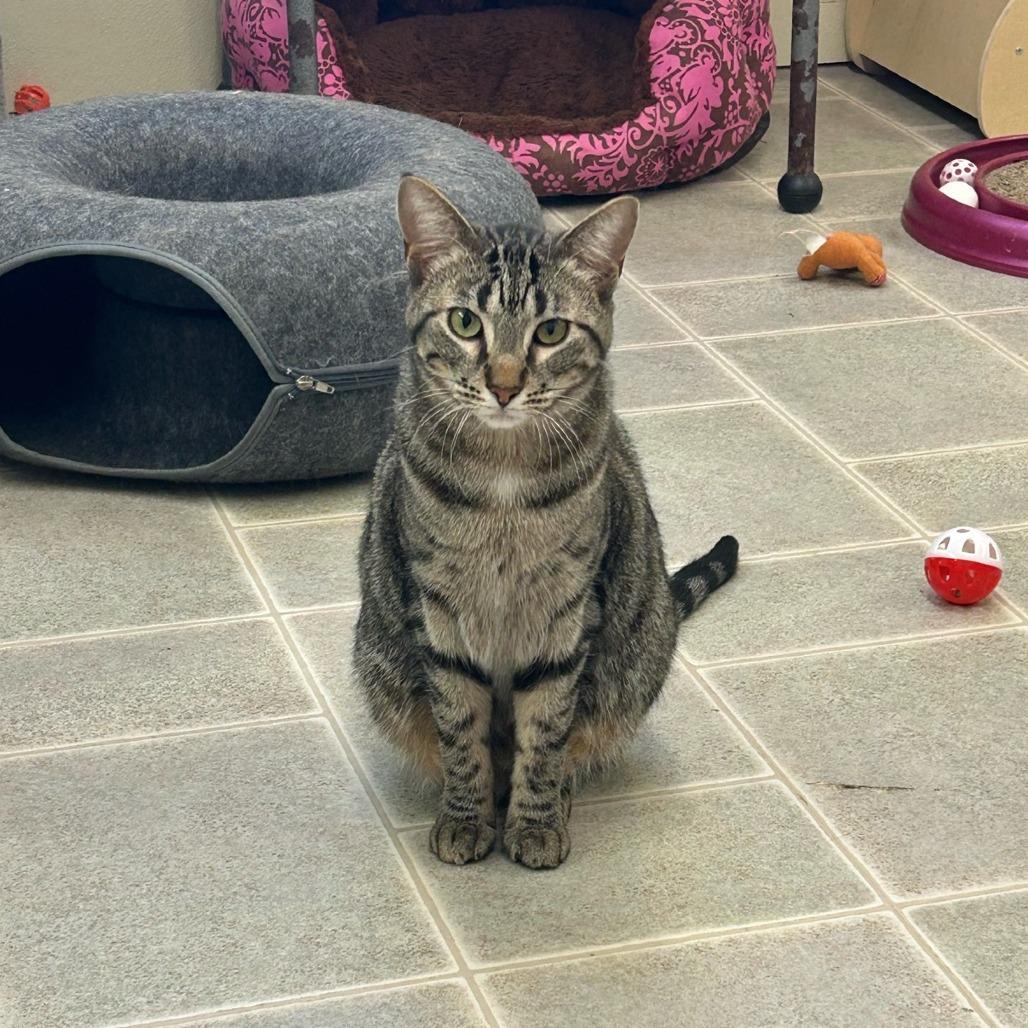 Enlarge Green Beans, a Adoptable mixed breed in Pontiac, IL image 4/6