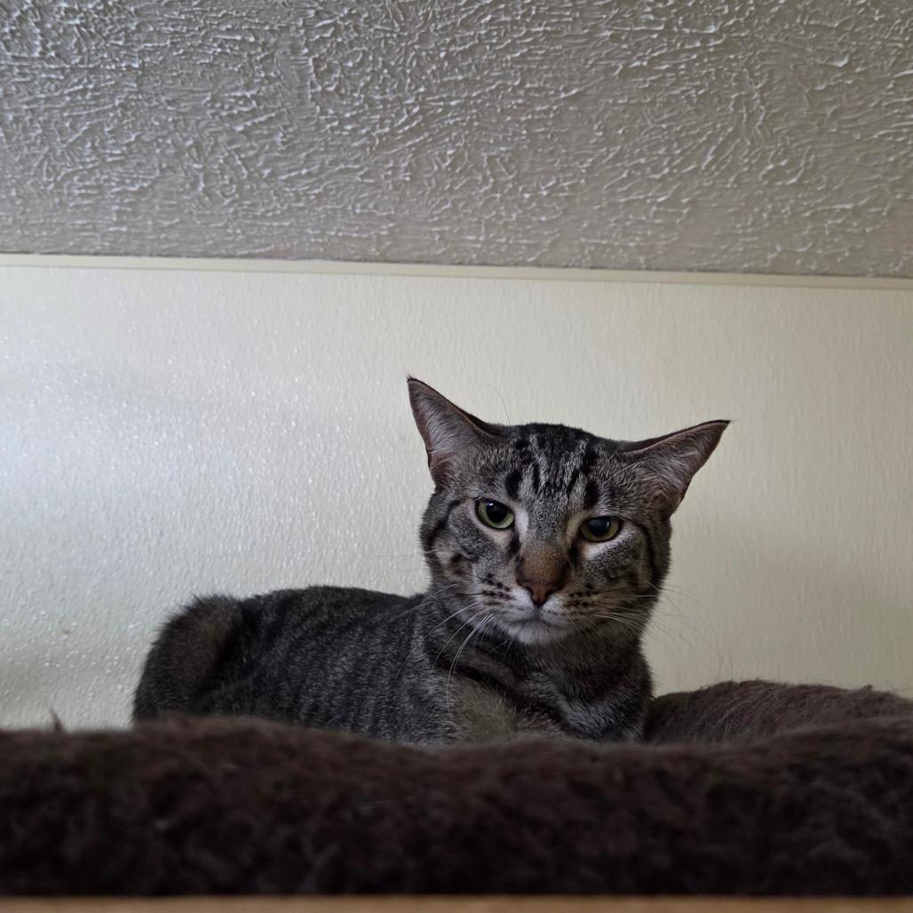 Enlarge Green Beans, a Adoptable mixed breed in Pontiac, IL image 5/6