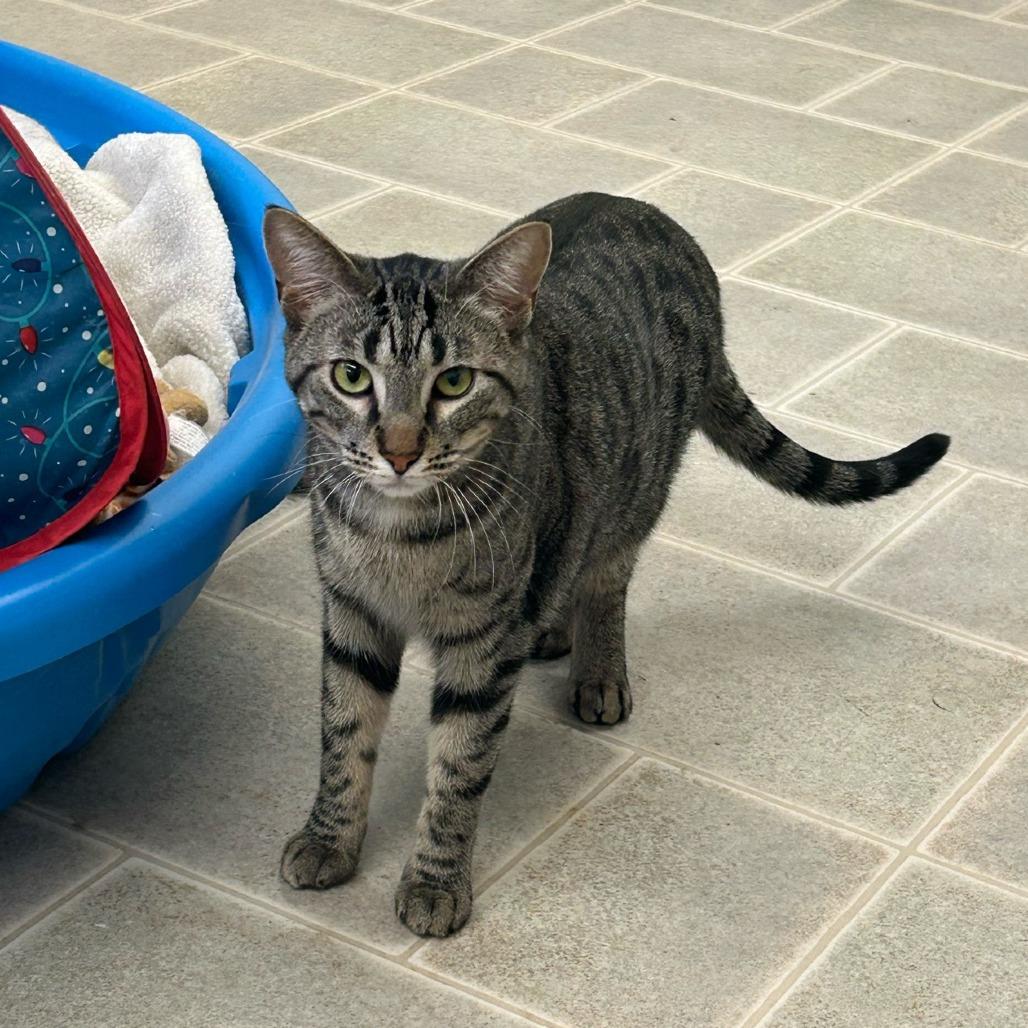 Enlarge Green Beans, a Adoptable mixed breed in Pontiac, IL image 6/6