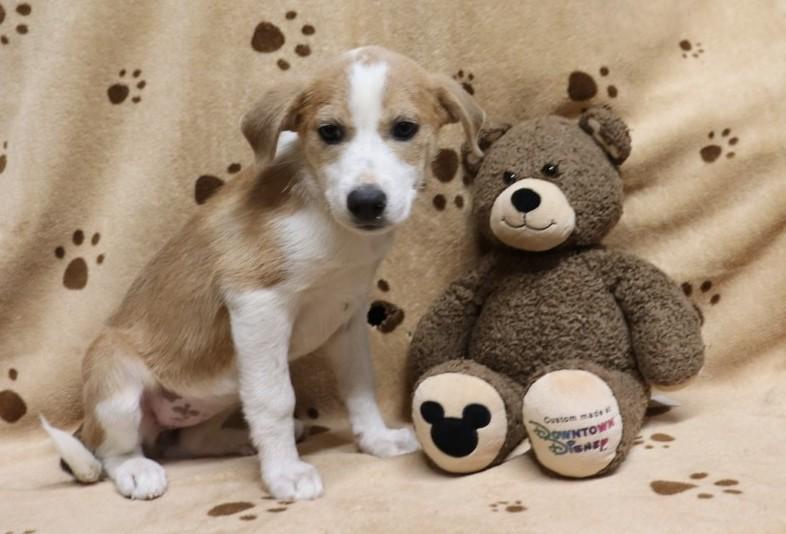 Punkin' Pie, ADOPTABLE, Puppy Female Labrador Retriever & Hound.