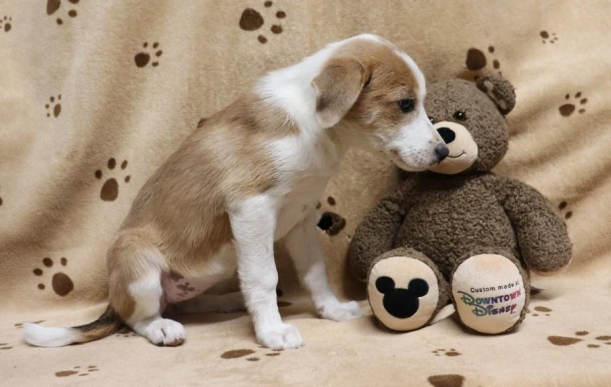 Enlarge Punkin' Pie, a ADOPTABLE mixed breed in Allentown, PA image 2/5