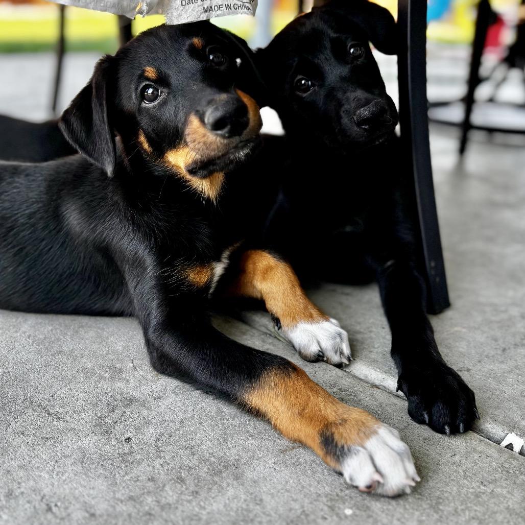 Enlarge River, a Adoptable mixed breed in West Richland, WA image 1/4