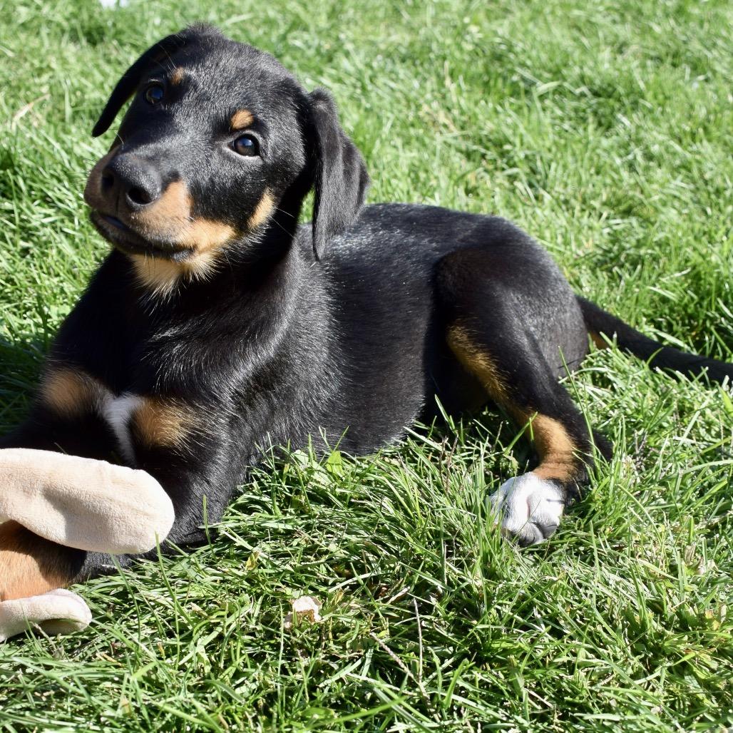 Enlarge River, a Adoptable mixed breed in West Richland, WA image 2/4