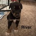 Enlarge River, a Adoptable mixed breed in West Richland, WA image 3/4