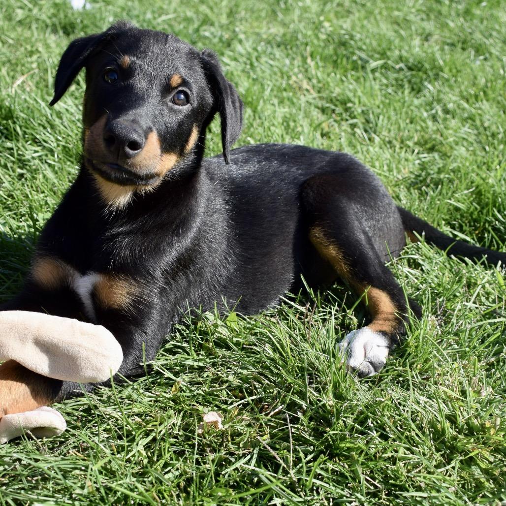 Enlarge River, a Adoptable mixed breed in West Richland, WA image 4/4