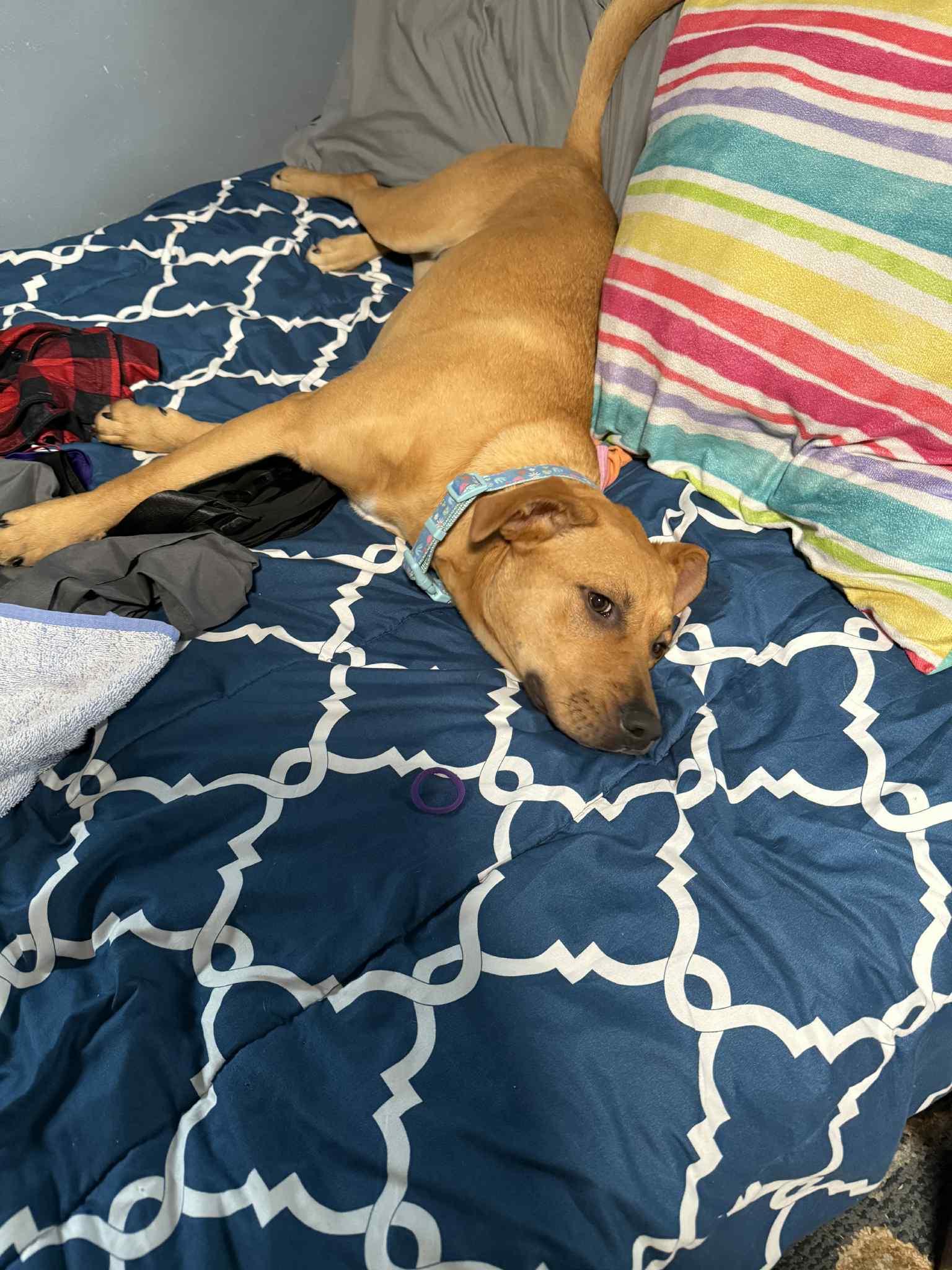 Bluey, a Adoptable mixed breed in Binghamton, NY image 5/5