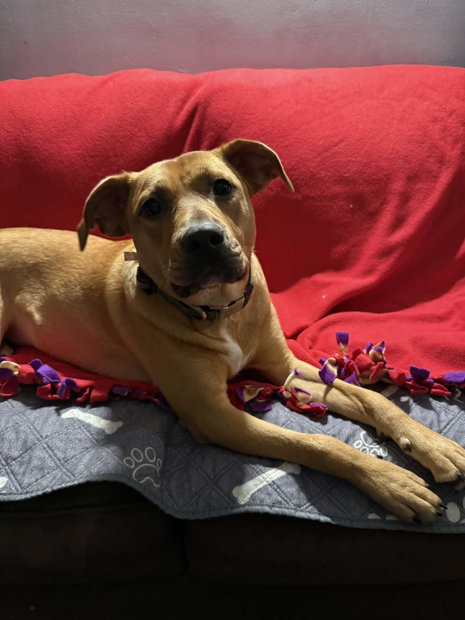 Enlarge Bluey, a Adoptable mixed breed in Binghamton, NY image 1/5