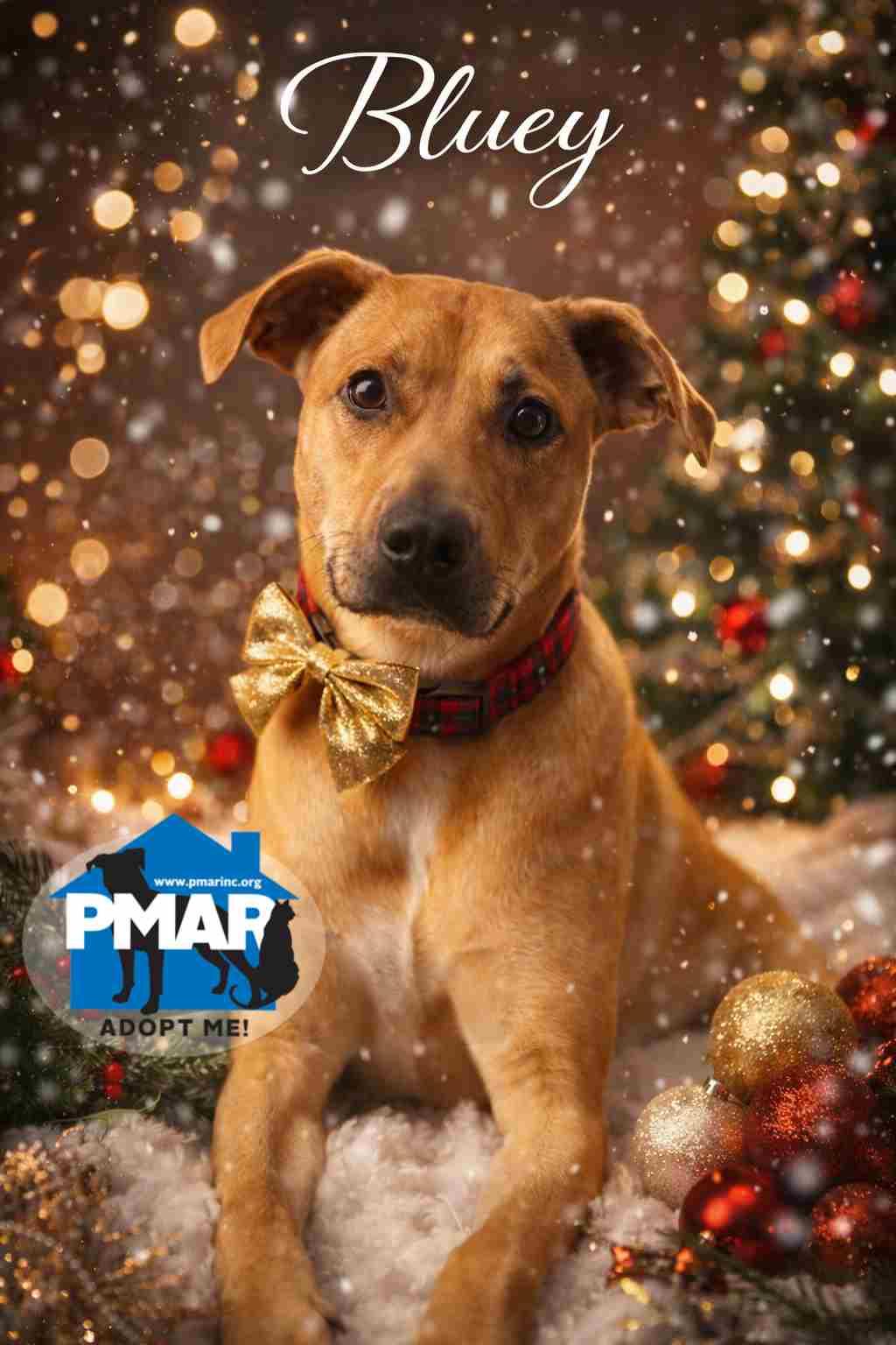 Bluey, Adoptable, Young Female Pit Bull Terrier.