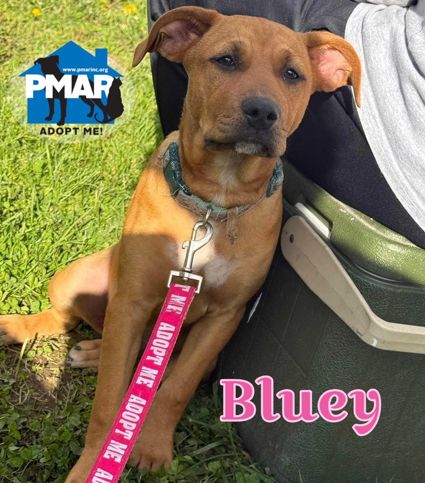 Bluey, a Adoptable mixed breed in Binghamton, NY image 4/5