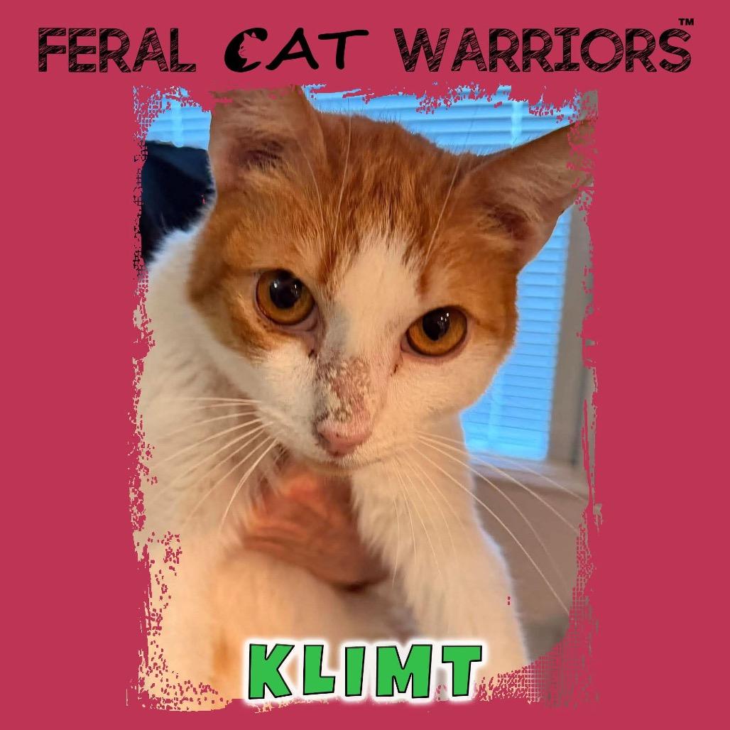 Enlarge Klimt, a Adoptable Domestic Short Hair in Kingman, AZ image 1/1