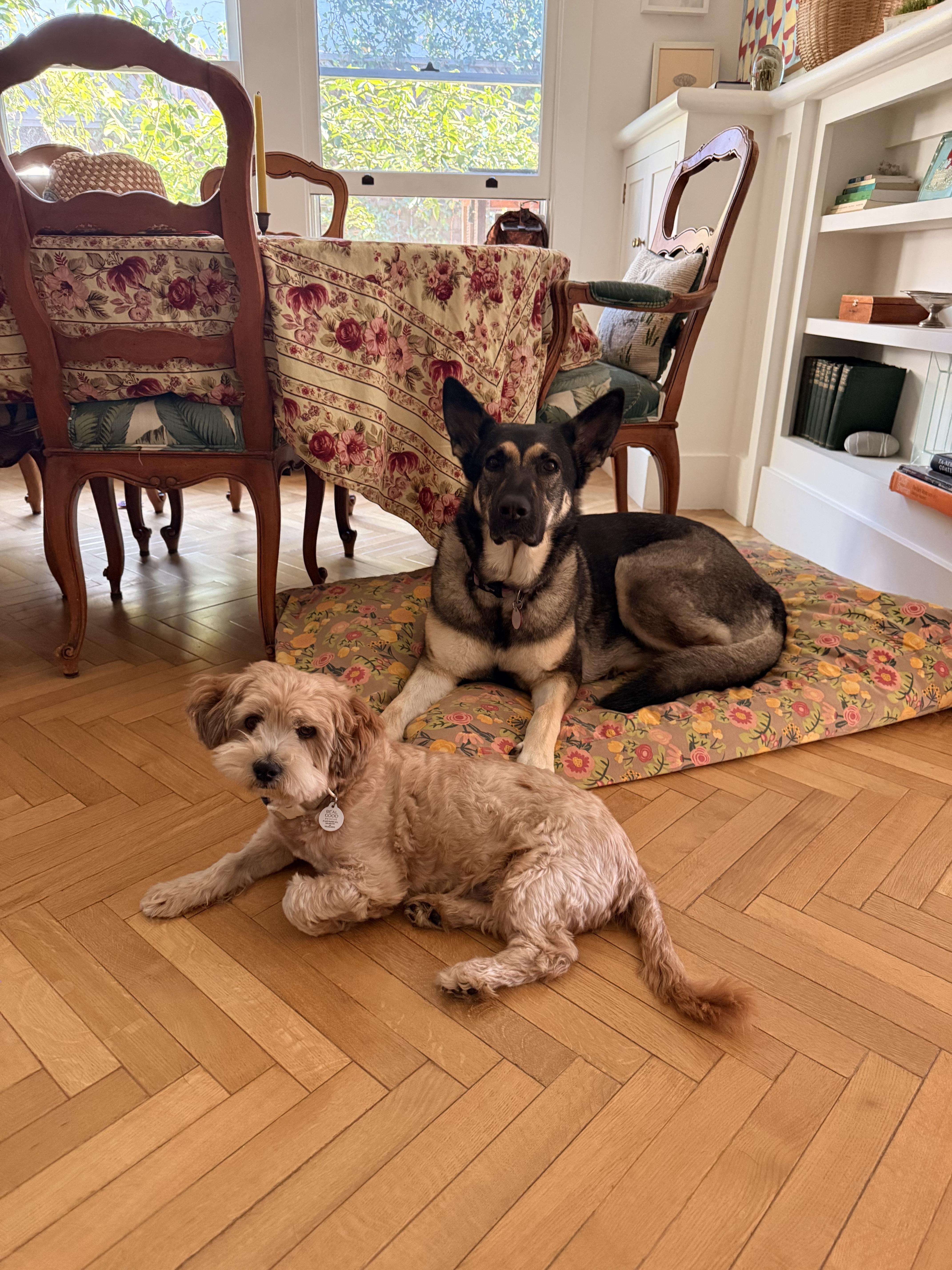 Lord Joffry Hollenbeck, a ADOPTABLE mixed breed in West Hollywood, CA image 5/5