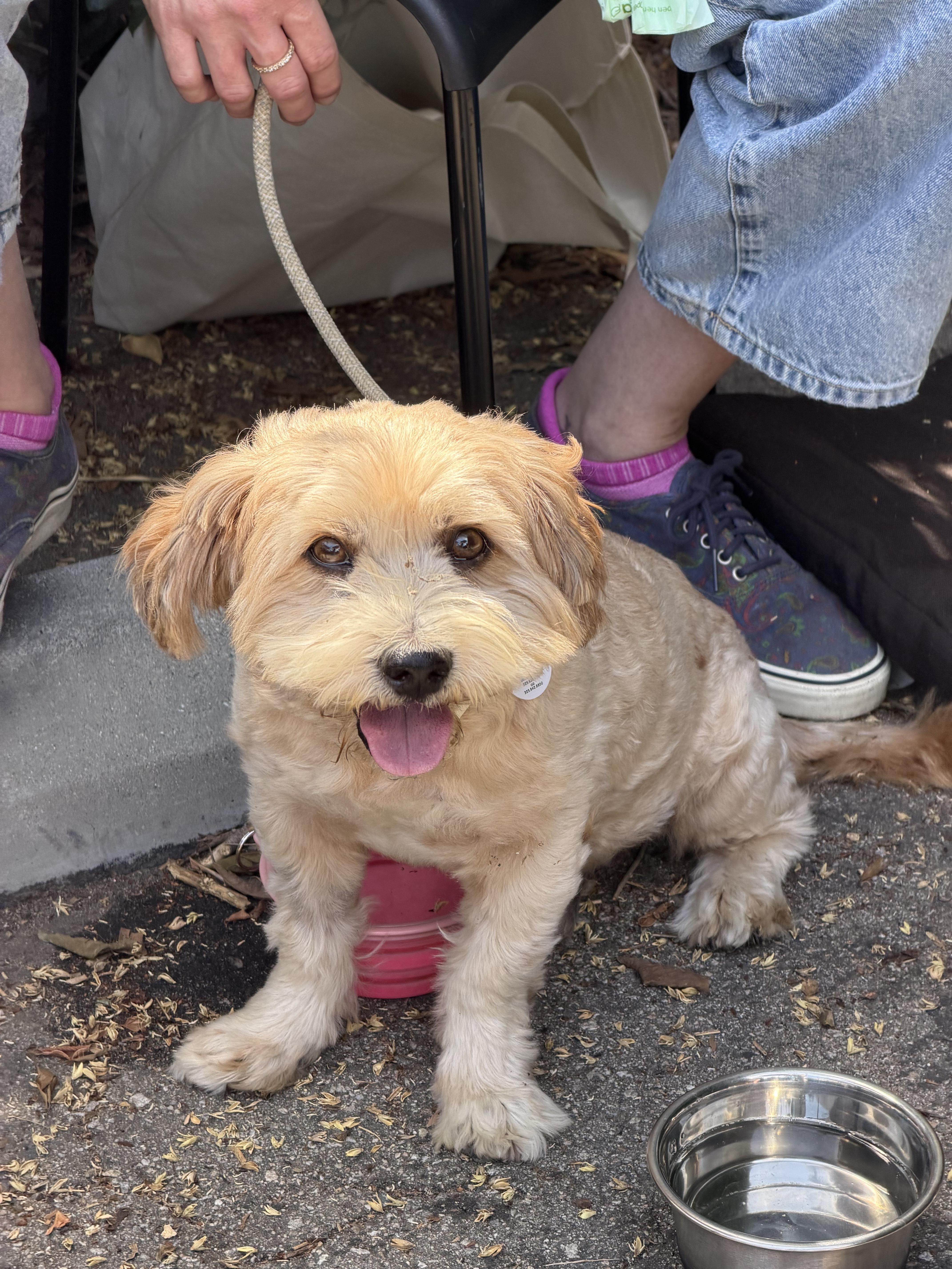Lord Joffry Hollenbeck, a ADOPTABLE mixed breed in West Hollywood, CA image 2/5