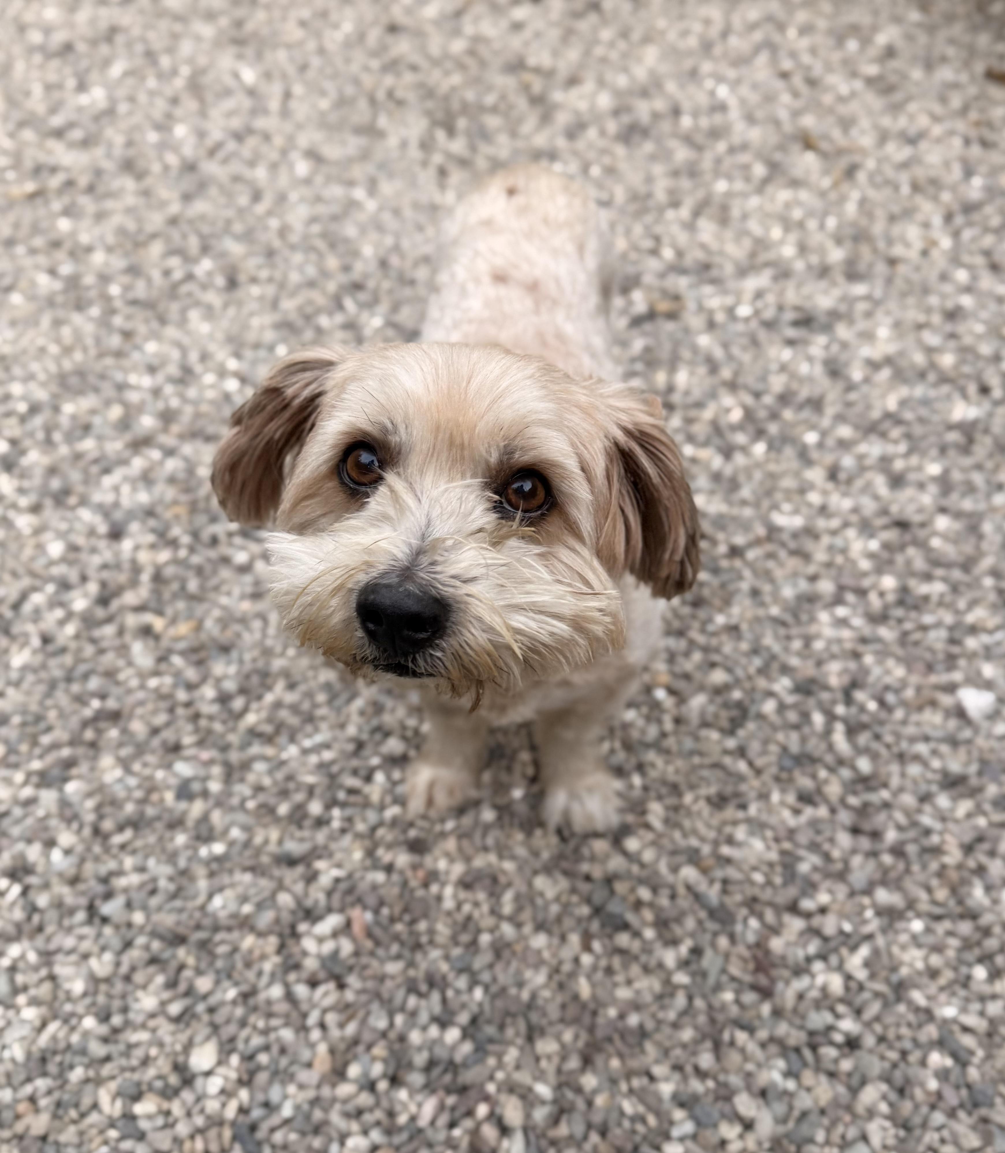 Lord Joffry Hollenbeck, ADOPTABLE, Senior Male Havanese & Lhasa Apso.