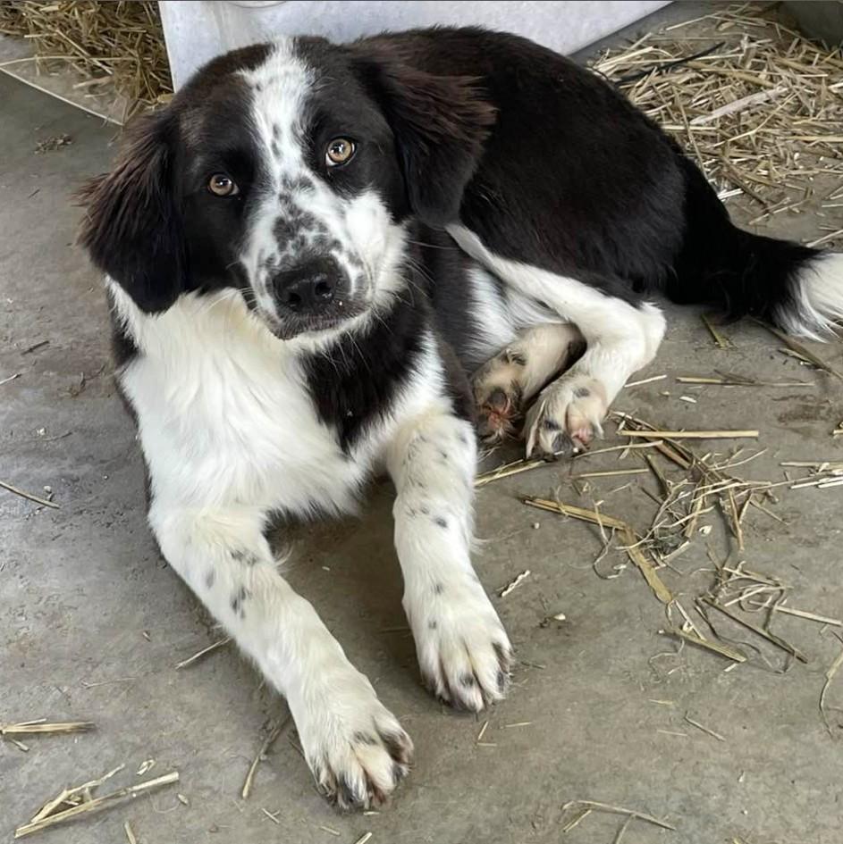 Lassie, an adopted mixed breed in Joppa, AL image 1/2