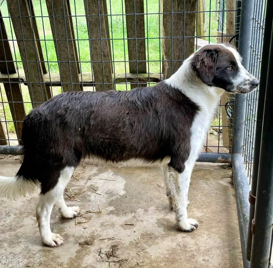 Lassie, an adopted mixed breed in Joppa, AL image 2/2