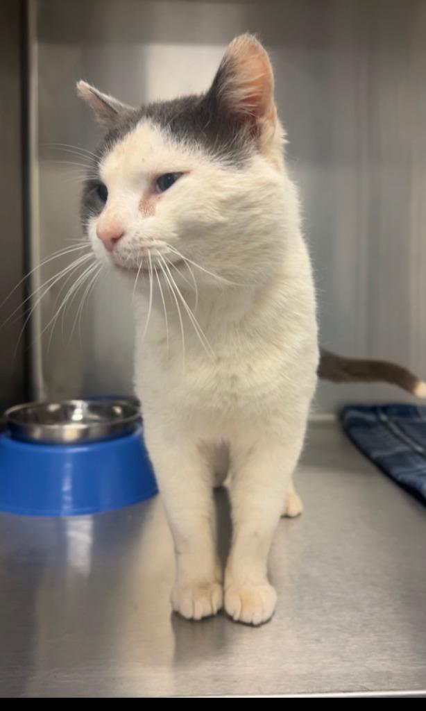 WEBSTER, Adoptable, Young Male Domestic Short Hair.