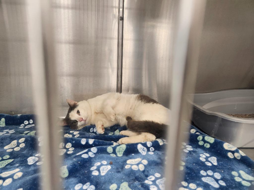 Enlarge WEBSTER, a Adoptable mixed breed in Athens, AL image 2/3