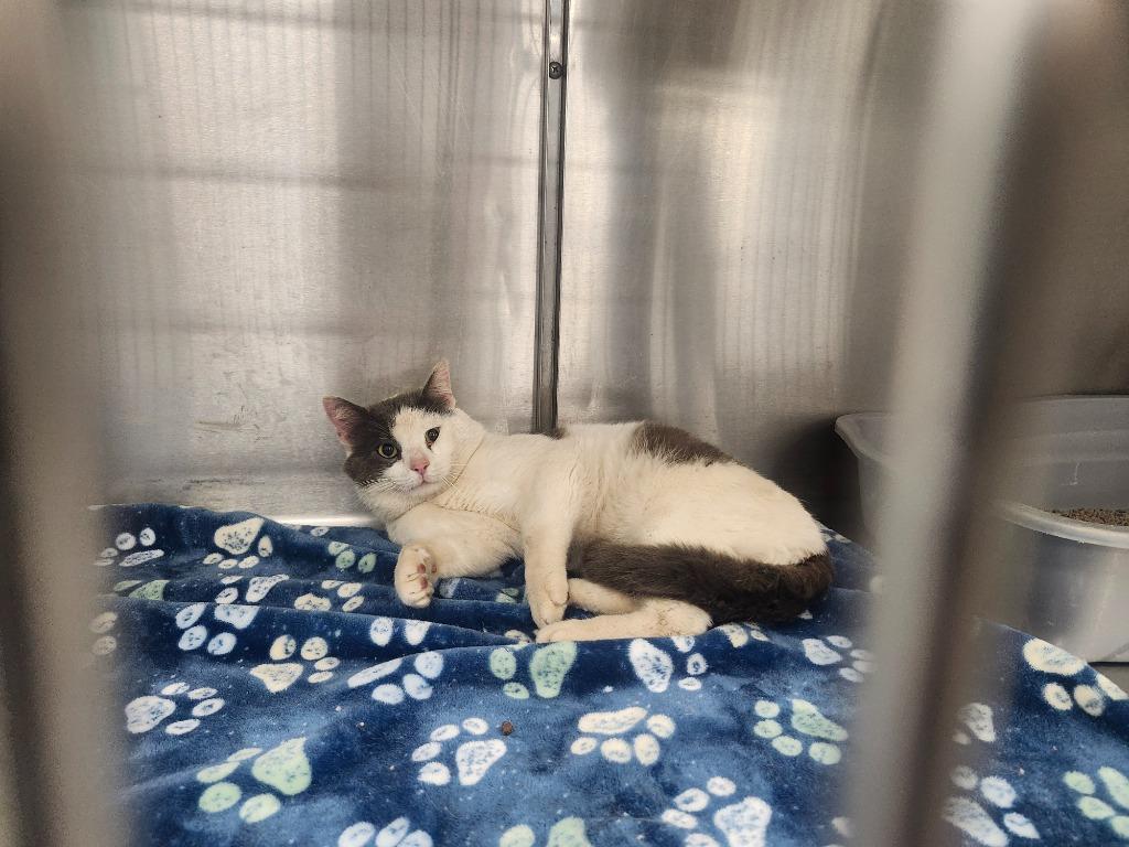 Enlarge WEBSTER, a Adoptable mixed breed in Athens, AL image 3/3