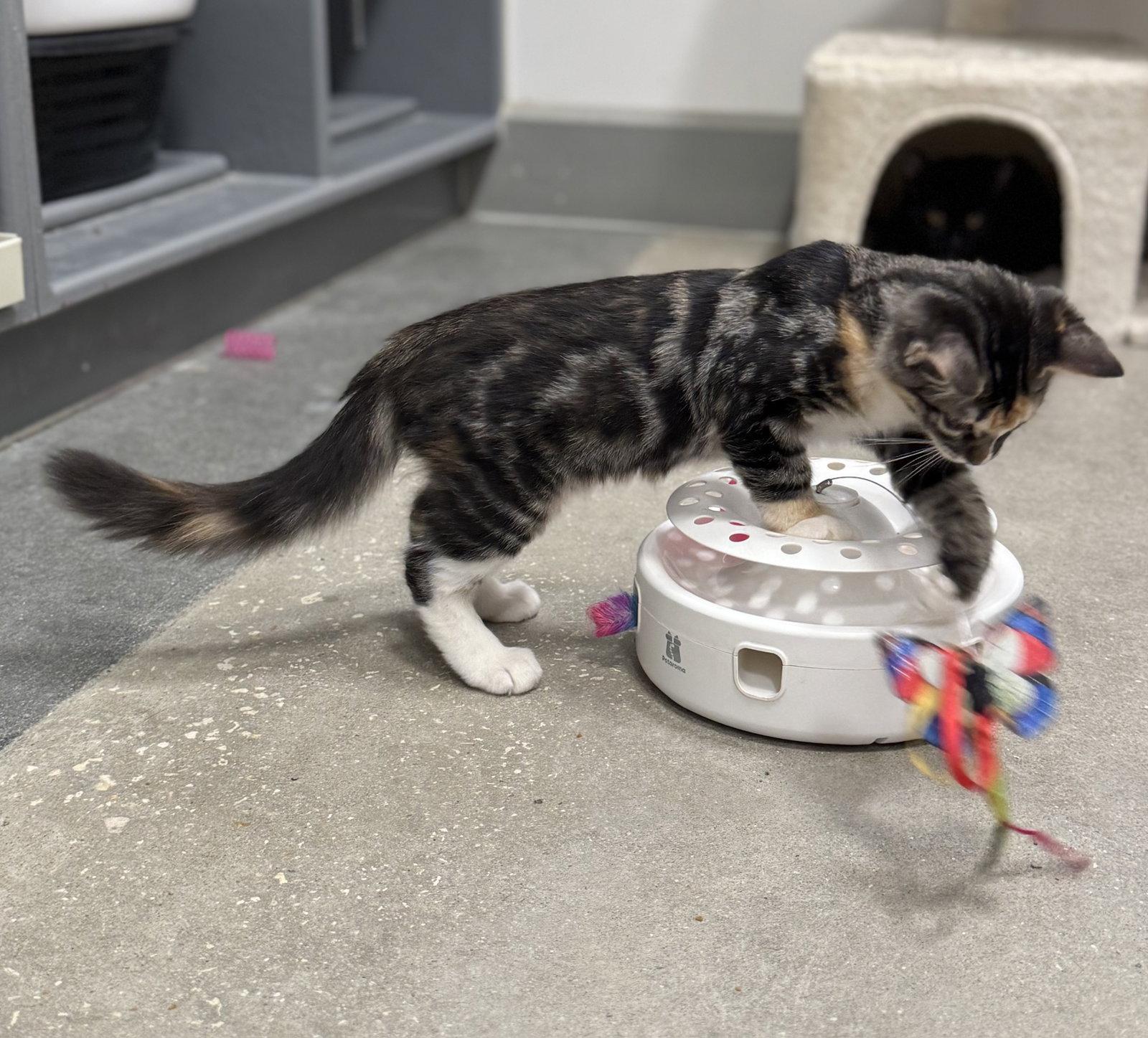 Enlarge Athena, a Adoptable Calico in St. Cloud, FL image 2/3