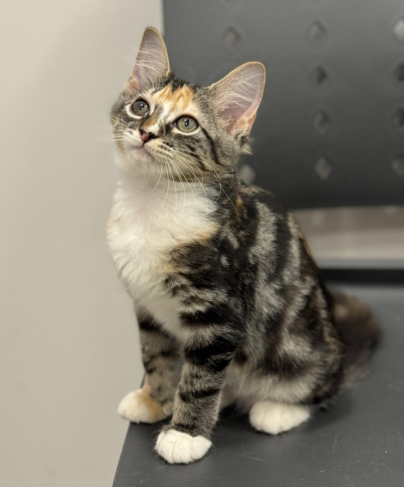 Enlarge Athena, a Adoptable Calico in St. Cloud, FL image 3/3