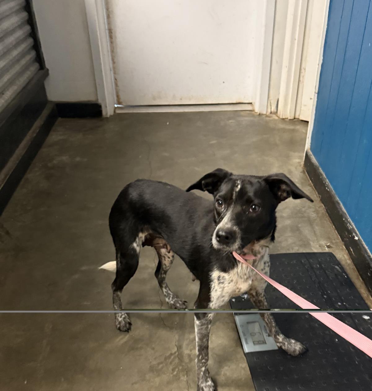 Bambi, Adoptable, Young Female Australian Cattle Dog / Blue Heeler.