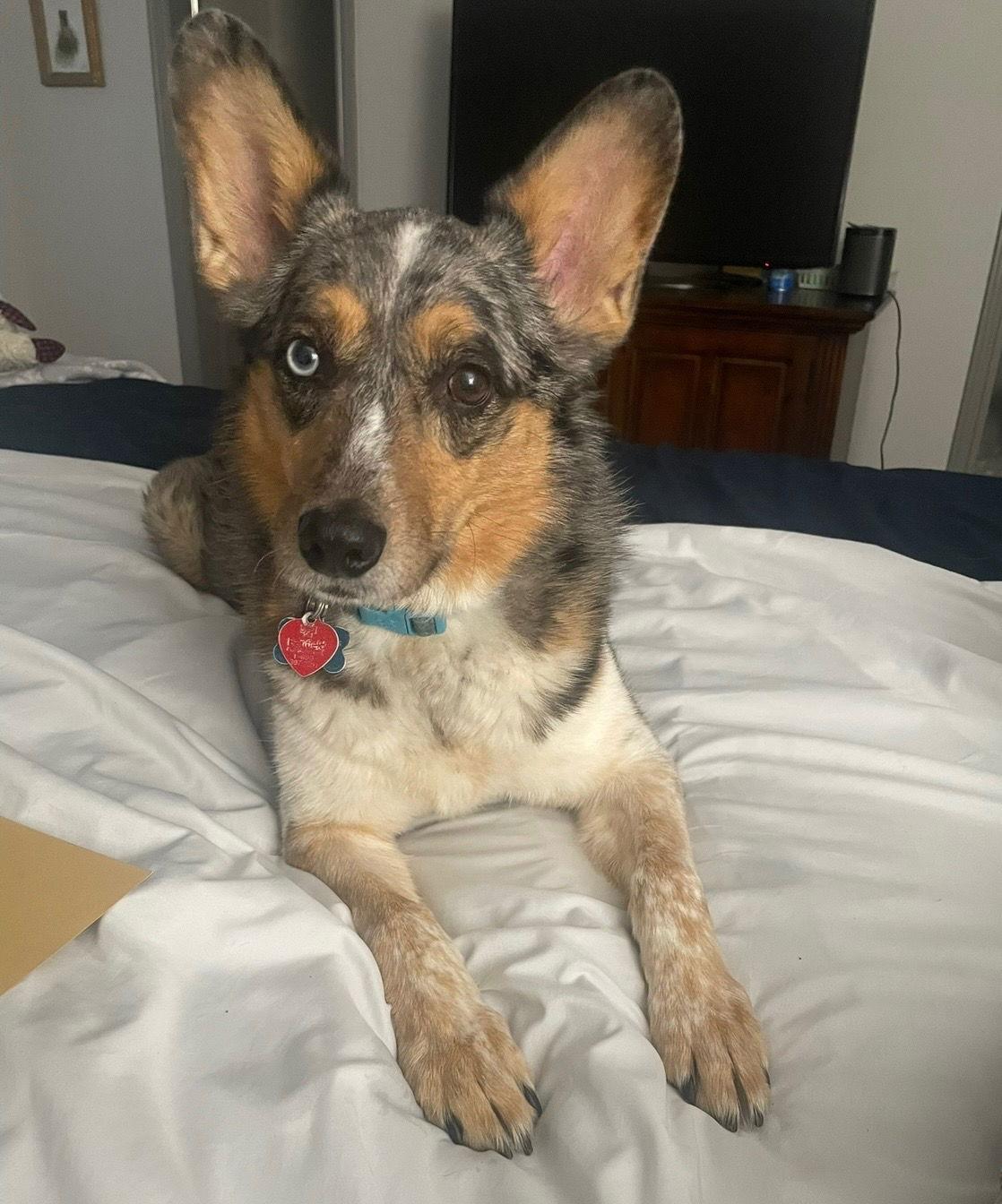 Hank, a Adoptable mixed breed in Dallas, TX image 2/3