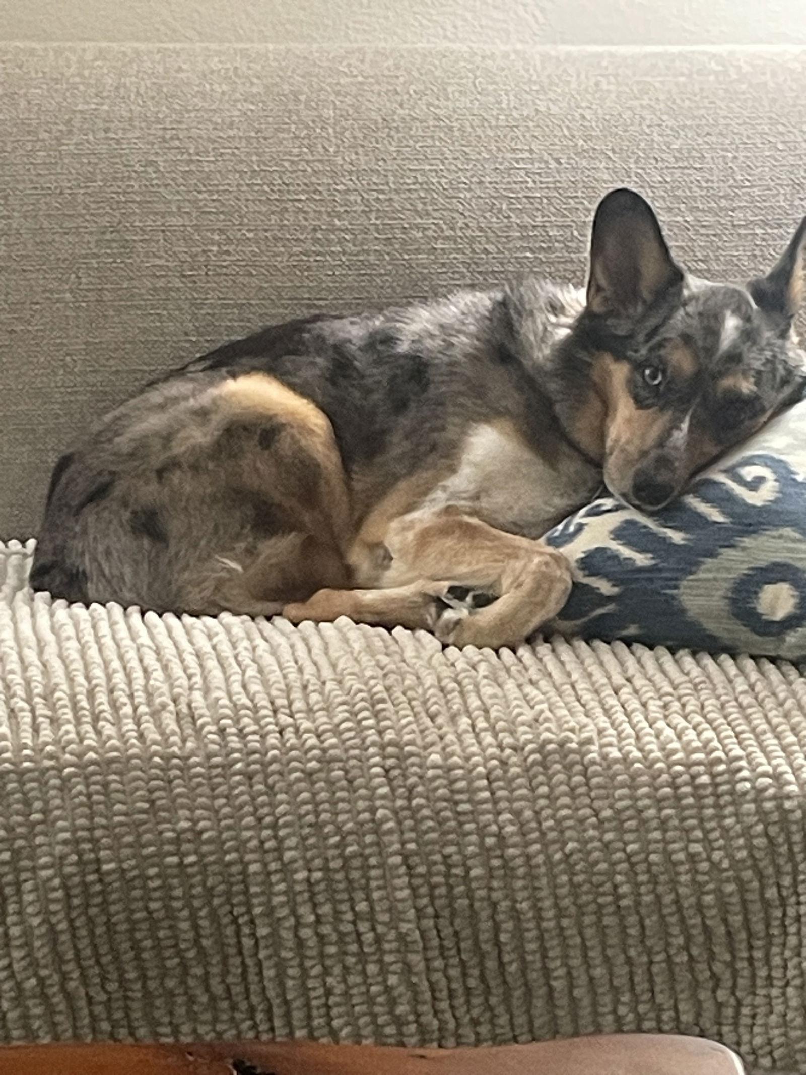 Hank, a Adoptable mixed breed in Dallas, TX image 3/3