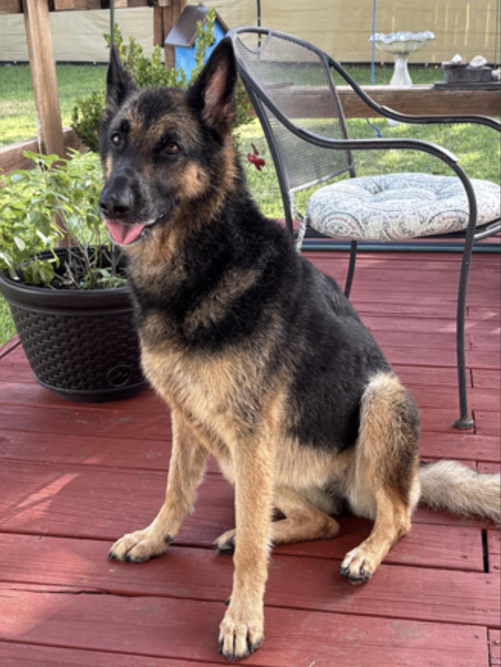Enlarge Luna, a Adopted German Shepherd Dog in Georgetown, TX image 3/6