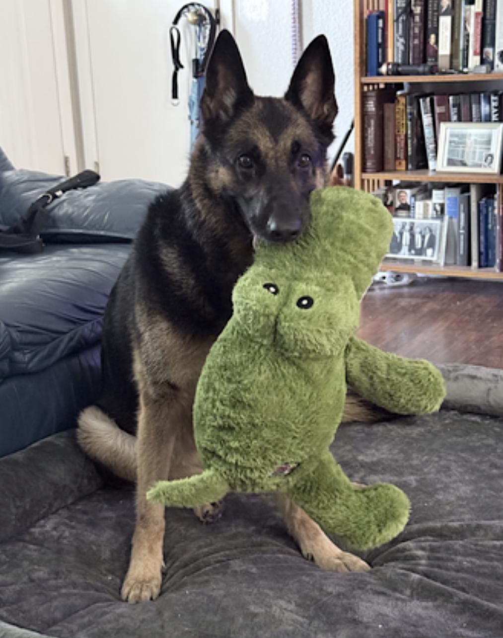 Enlarge Luna, a Adopted German Shepherd Dog in Georgetown, TX image 4/6