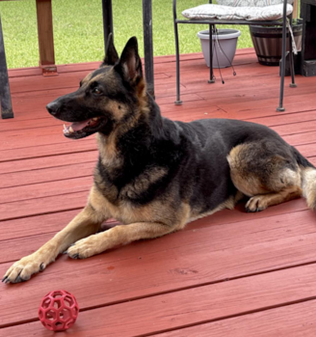 Enlarge Luna, a Adopted German Shepherd Dog in Georgetown, TX image 5/6