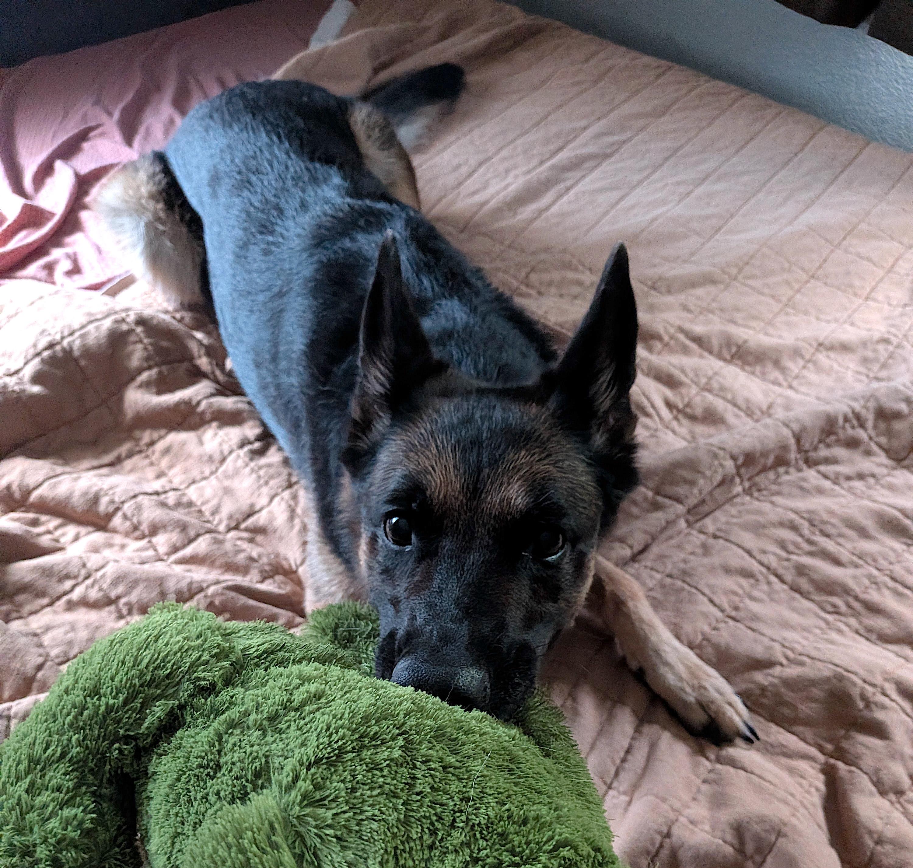 Enlarge Luna, a Adopted German Shepherd Dog in Georgetown, TX image 2/6