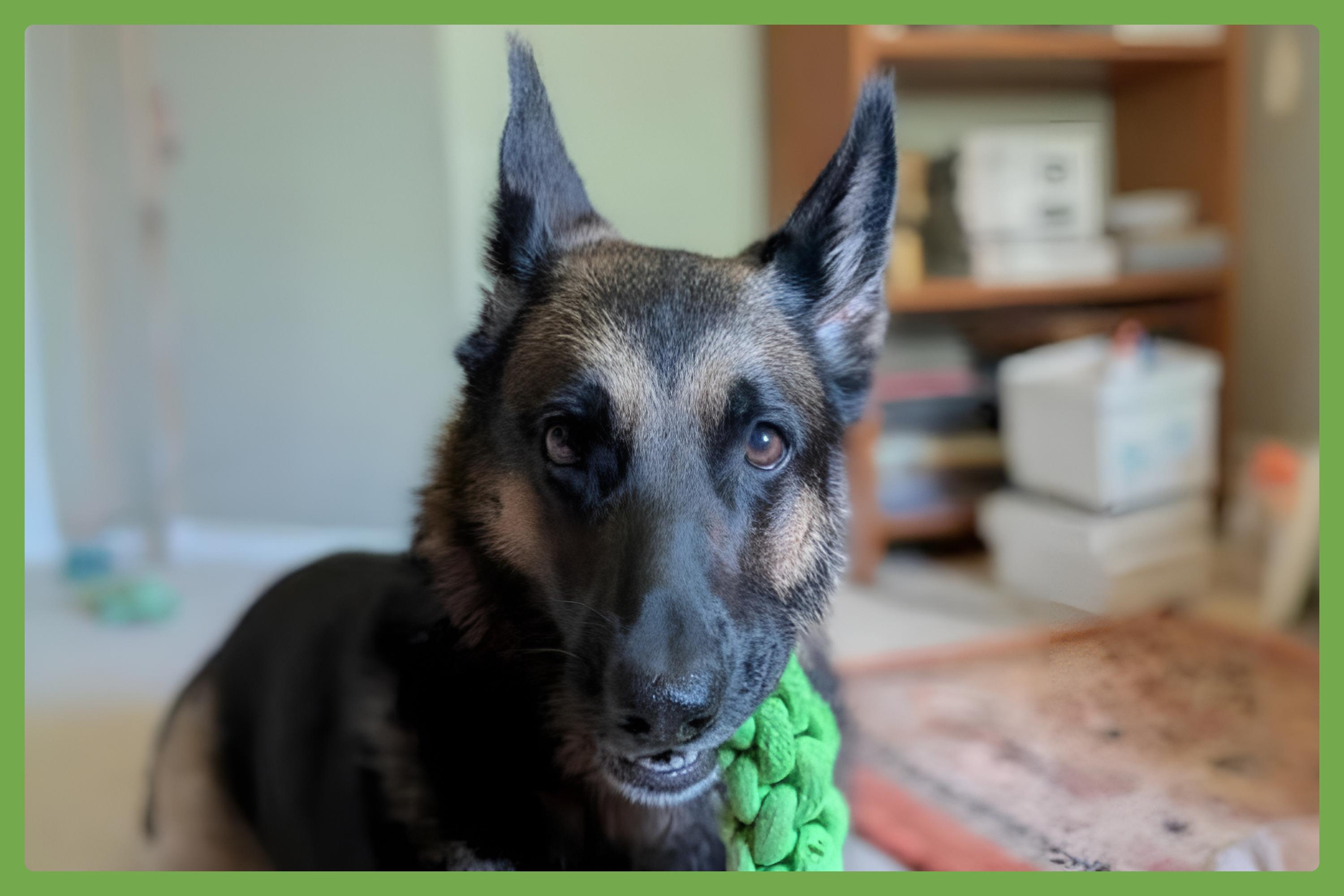 Enlarge Luna, a Adopted German Shepherd Dog in Georgetown, TX image 1/6