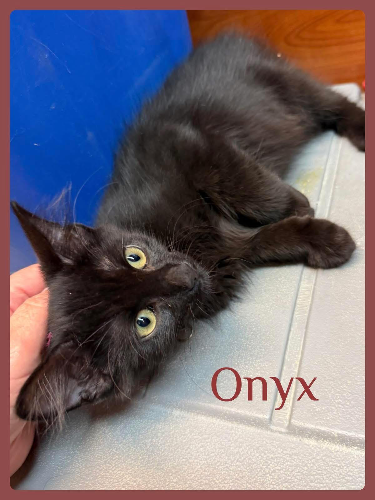 Enlarge ONYX, an adopted Tabby in Lawton, OK image 1/1
