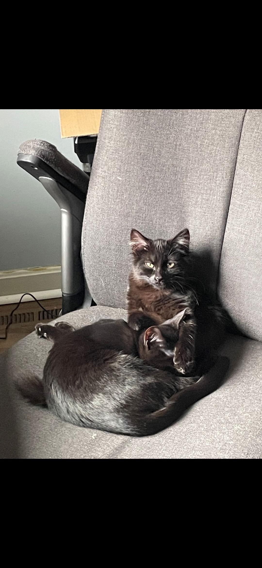 Coal (Bonded with Inky), Adopted, Kitten Male Domestic Short Hair.